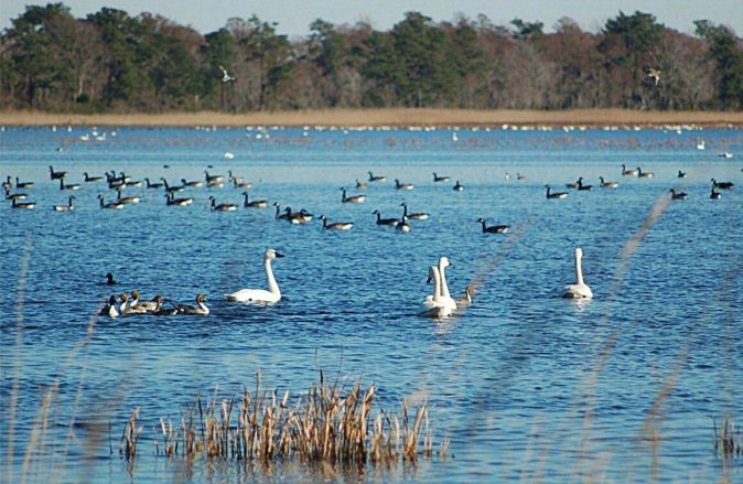 Swans and migratory birds on Keenjhar Lake
